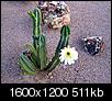 Photo's of Cactus in Apache Junction AZ-000_0267_2.jpg