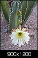 Photo's of Cactus in Apache Junction AZ-000_0273.jpg