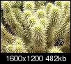 Photo's of Cactus in Apache Junction AZ-000_0393_1.jpg