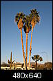 Beautiful Phoenix-palm-trees-golf-course.jpg