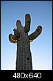 Beautiful Phoenix-cactus-golf-course.jpg