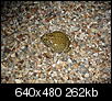 A frog in our yard !-img_2400.jpg