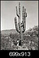 How do you remember Phoenix? Stories from long time residents...-giant-cactus.jpg