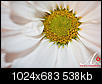 November 2012 "Show Us Your Best Shot" Contest-daisies-1.jpg