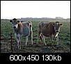 Farm pictures!-2cows.jpg