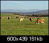 Farm pictures!-happycows.jpg