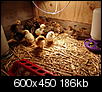 Farm pictures!-chicks.jpg