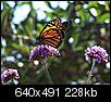 Butterflies-monarch-camden.jpg