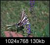 Insect/bug images-zebra-swallowtail-protographium-marcellus-.jpg