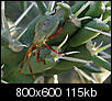 Insect/bug images-img_4850cropsizesharp-800x600.jpg