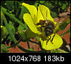 Flowers and Bees-img_5221crop2sizesharp-1024x768.jpg