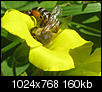 Flowers and Bees-img_5433cropsharp-1024x768.jpg