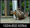 ,000 Reward for Arrest of Squirrel-Kicker-dsc_1926-20140521-1024x802-.jpg