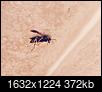 Any ID on this? Wasp? Hornet?-fullsizerender-1-.jpg