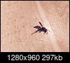 Any ID on this? Wasp? Hornet?-fullsizerender-2-.jpg