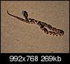 snake ID-img_7484.jpg