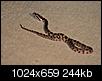 snake ID-img_7486.jpg