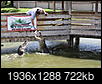 Alligators in Charlotte County-img_1506.jpg