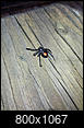 Are these spiders poisonous???-img_20130808_182712.jpg