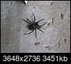 Big spider-img_2080.jpg