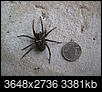 Big spider-img_2082.jpg