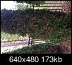 My arborvitae tree is shedding leaves-img_3518.jpg