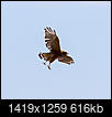 Help identify bird in Western Cary-untitled-7008.jpg