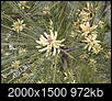 Has Yellow Pine Pollen season started?-2d20f276-066c-4aa6-90b8-5ab65d2f4ac8.jpeg