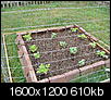 vegetable gardening question-06-26-08-008.jpg