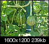 vegetable gardening question-08-05-08-033.jpg