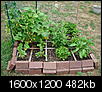 vegetable gardening question-garden-7-08-014.jpg