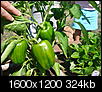 vegetable gardening question-08-21-08-032.jpg