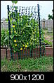 vegetable gardening question-garden-7-08-021.jpg