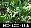 White flowering tree-dsc03225.jpg