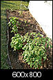 Gardening in Raleigh ~ beat the red clay: Pictures of a raised garden bed project.-1.jpg
