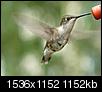 For those of you enjoying Hummingbirds in the Triangle...-female-hummingbird-sm.jpg