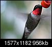 For those of you enjoying Hummingbirds in the Triangle...-hummingbird-feeder-small2.jpg