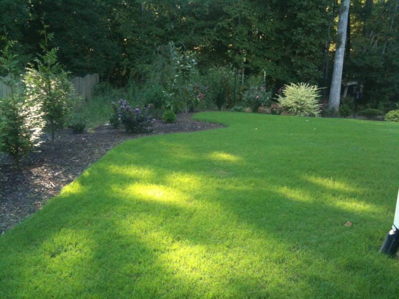 Brand Fescue Grass To For Reseeding, Scotts Landscapers Mix