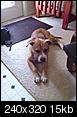 Found lost dog.  Looking for Rescue or foster home-377123_10150424508609875_565934874_8441724_2114954569_n.jpg