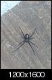ID this spider please-spider.jpg