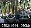 Retiring on a literal shoestring: support group-patio-lani-gardening1.jpg