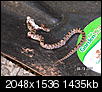 Snake Identification-pict2517.jpg