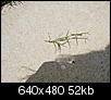 ABC Pets and Lawn?  Bermuda Grass?  Buffalo Grass-s2010002.jpg