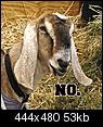 San Antonio Off Topic Thread-555px-ras_nubian_goat-copy.jpg