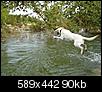 Where can I take my dog swimming?-50-590-442.jpeg