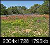 South Texas Wildflowers-100_0882.jpg