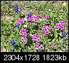 South Texas Wildflowers-100_0883.jpg
