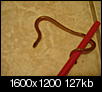 What kind of snake is this?-dsc03356.jpg