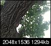 Help Identify a type of tree (Pic)-bark.jpg