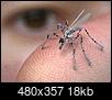Are there really giant mosquitos coming our way?-drone.jpg